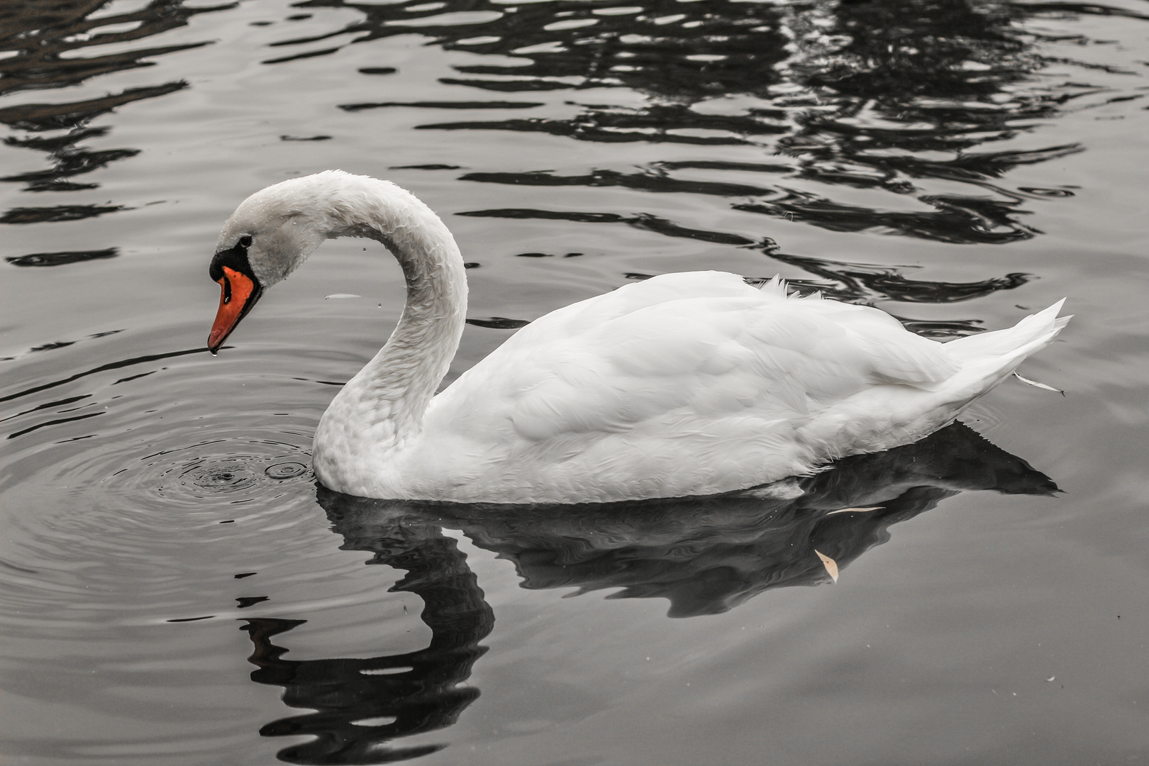 Schwan auf See