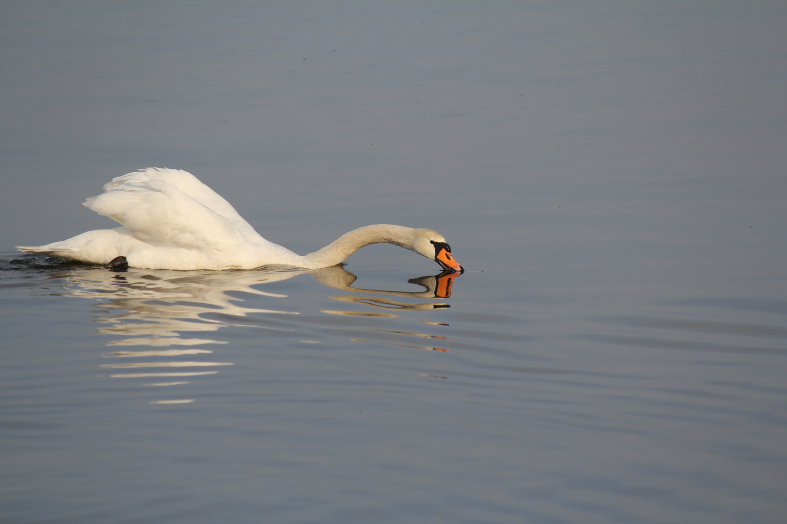 Schwan auf spiegelndem Wasser..