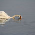 Schwan auf spiegelndem Wasser..