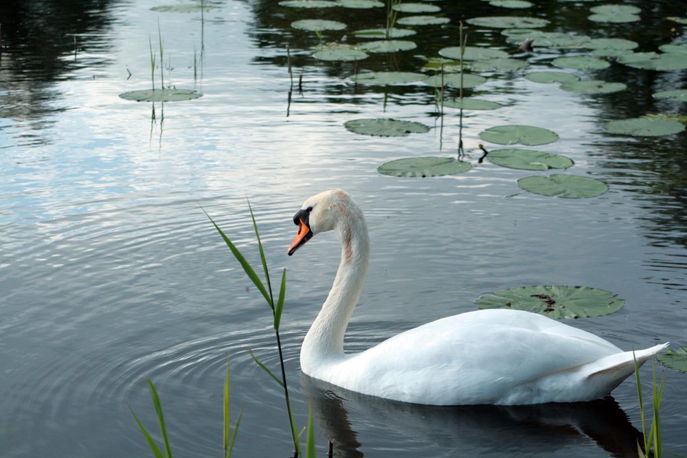 Schwan auf Teich