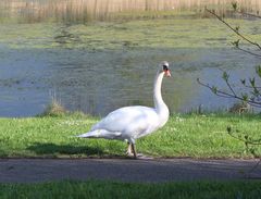 Schwan auf Wandertour