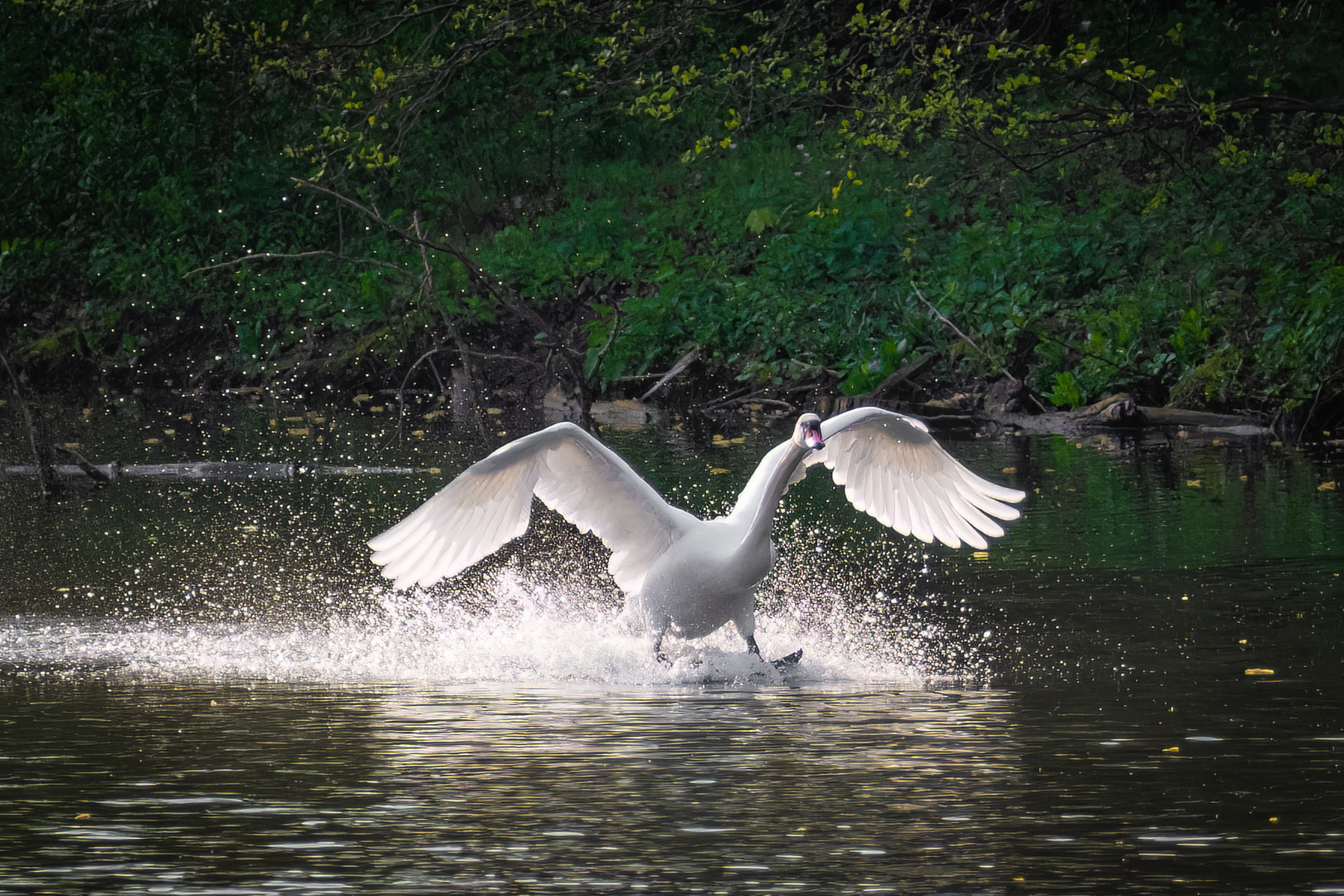 Schwan auf Wasserski ...