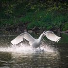 Schwan auf Wasserski ...