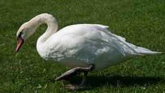 Schwan auf Wiese