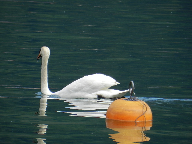 Schwan auf Zeller See