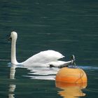 Schwan auf Zeller See