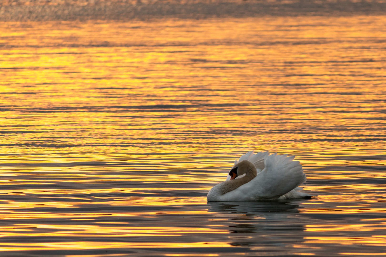 Schwan auf Zürichsee