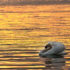 Schwan auf Zürichsee