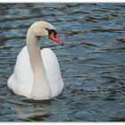 Schwan  aufgenommen am 20.12.2015 einem schönen Frühlingstag ;-)