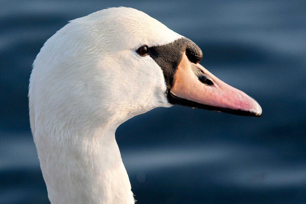 Schwan-Aufhellblitz