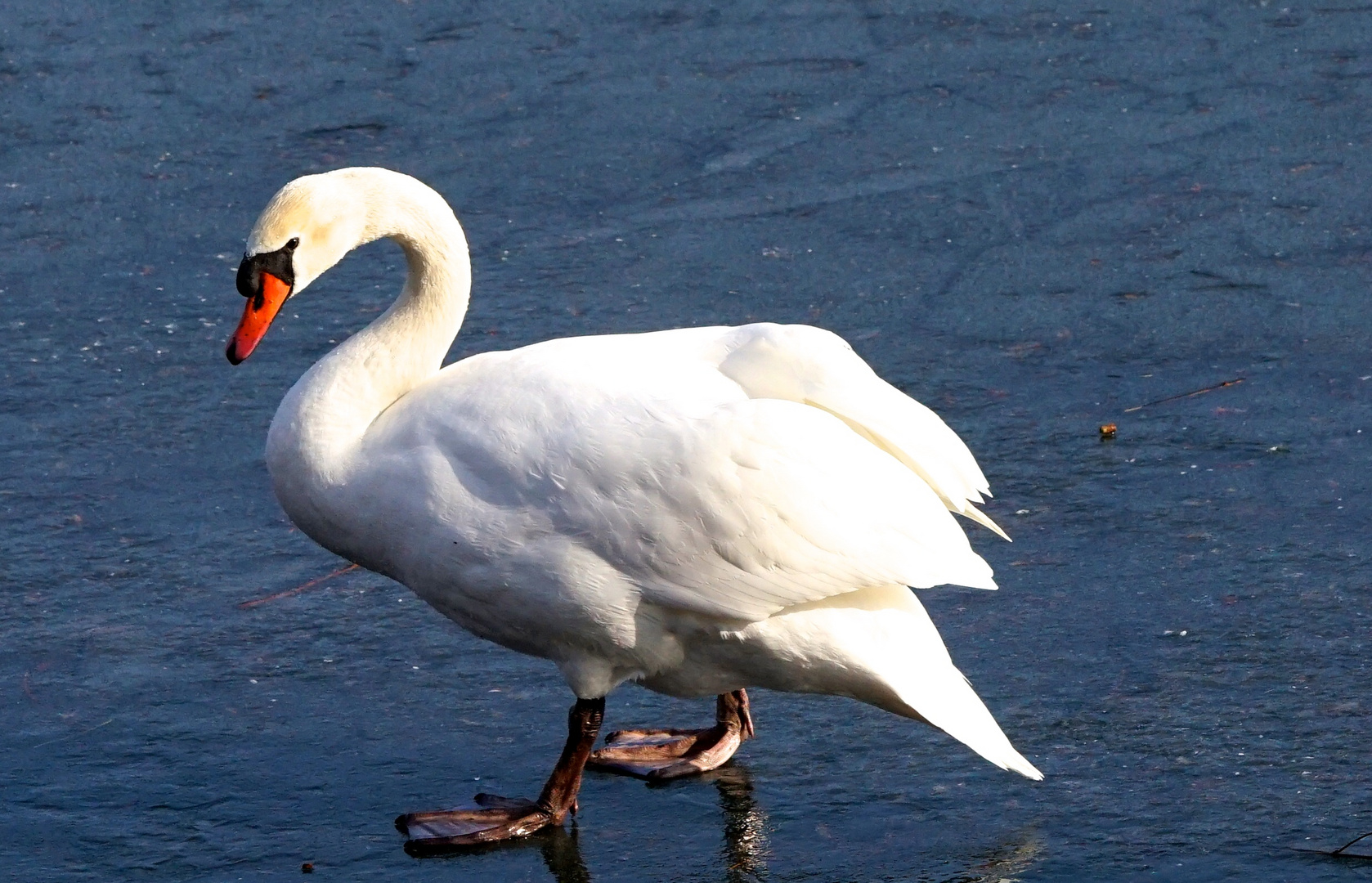 Schwan aufs Glatteis geführt...