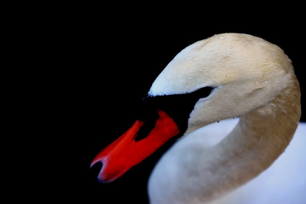 Schwan aus anderer Sicht