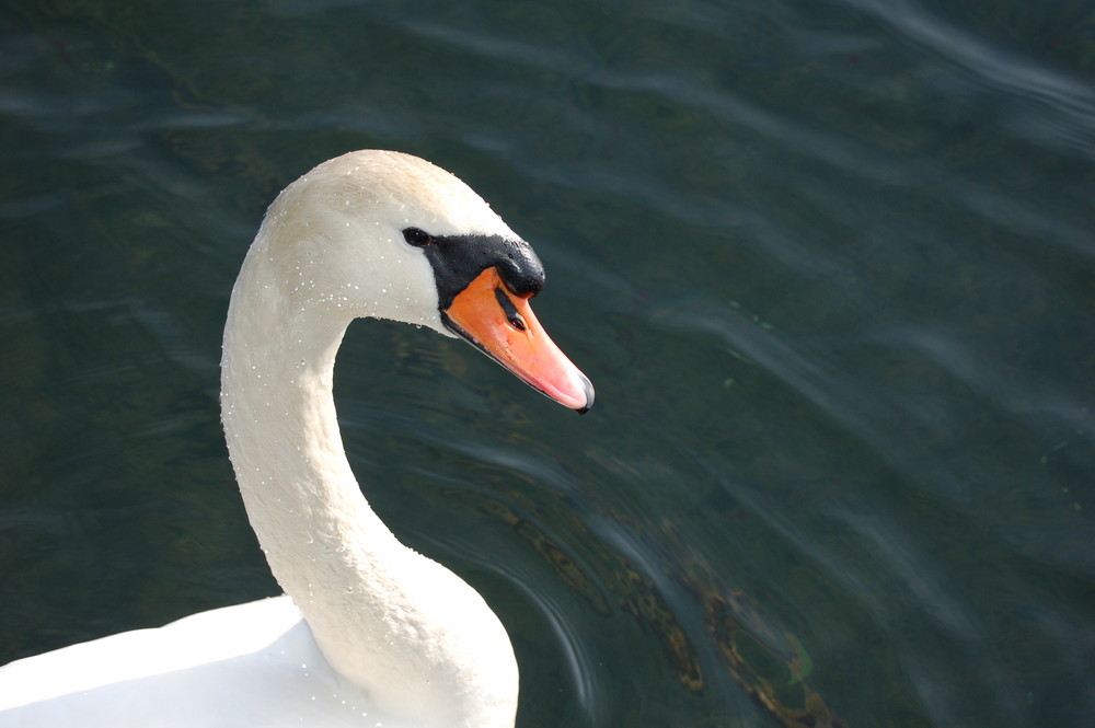 Schwan aus Cospuden