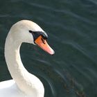 Schwan aus Cospuden