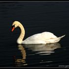 Schwan aus dem Clumber Park