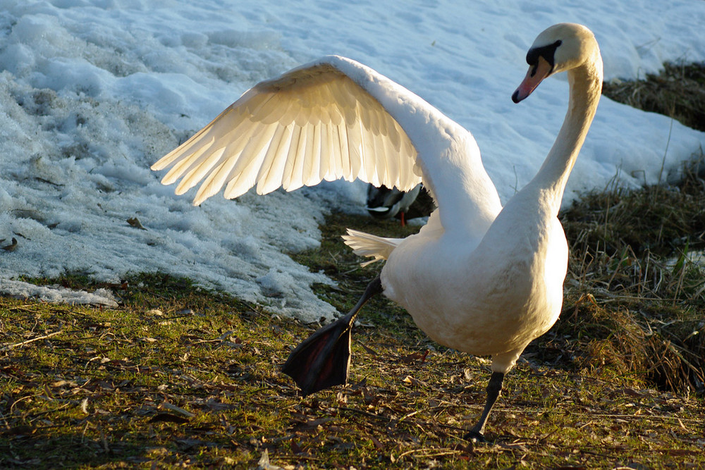 Schwan aus dem Gleichgewicht