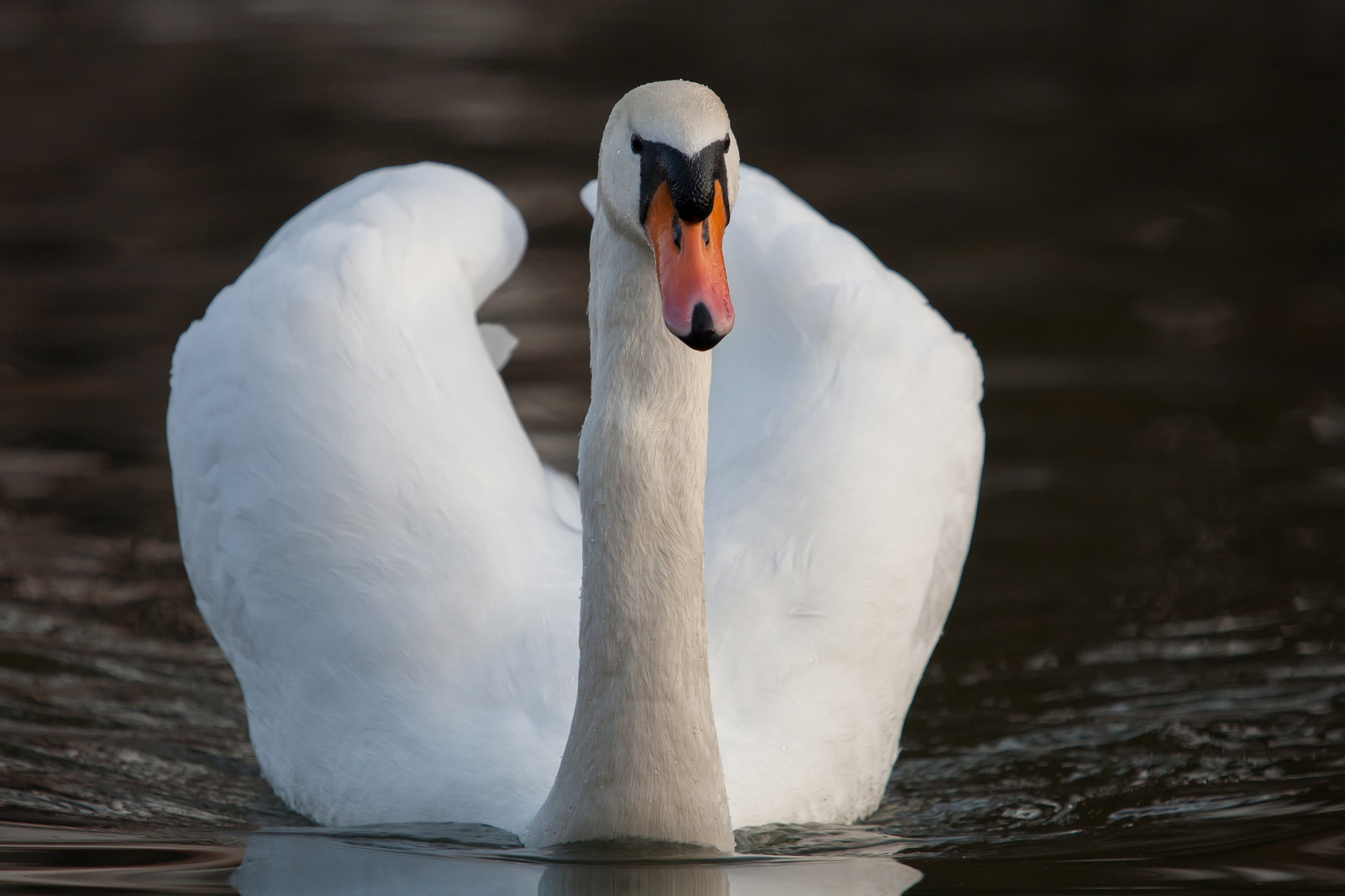 Schwan aus dem Wiener Prater