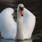 Schwan aus dem Wiener Prater