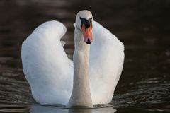 Schwan aus dem Wiener Prater