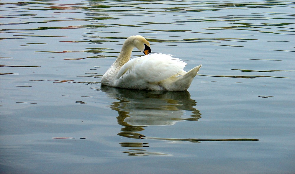 Schwan aus Lindau