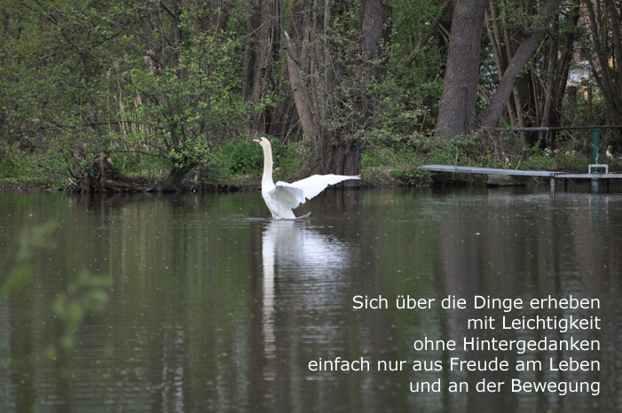 Schwan