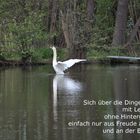 Schwan