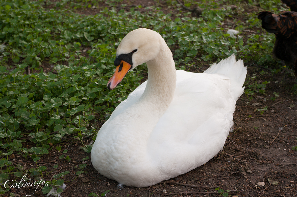 *Schwan*