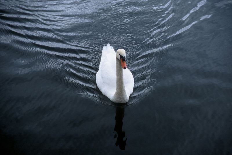 Schwan