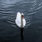Schwan