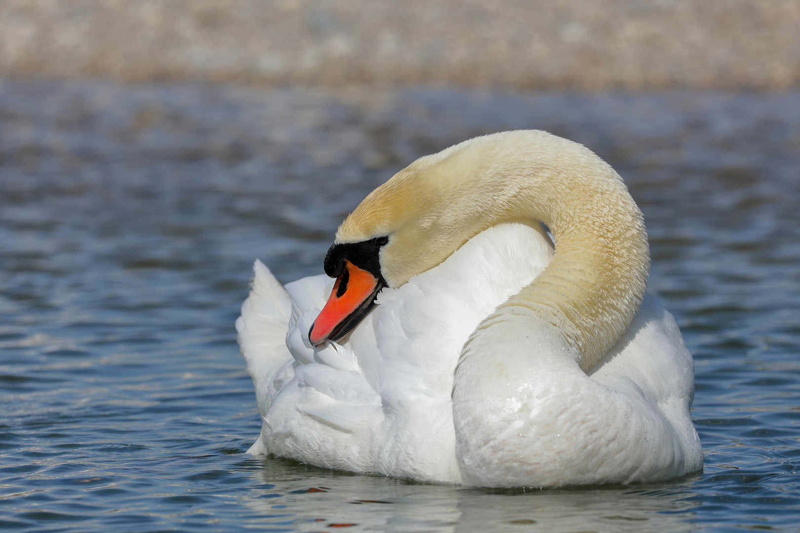 Schwan Foto & Bild tiere, wildlife, wild lebende vögel Bilder auf