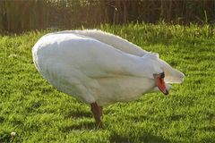 Schwan