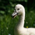 Schwan-Baby