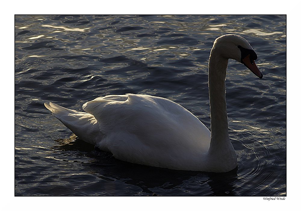 Schwan Backlight