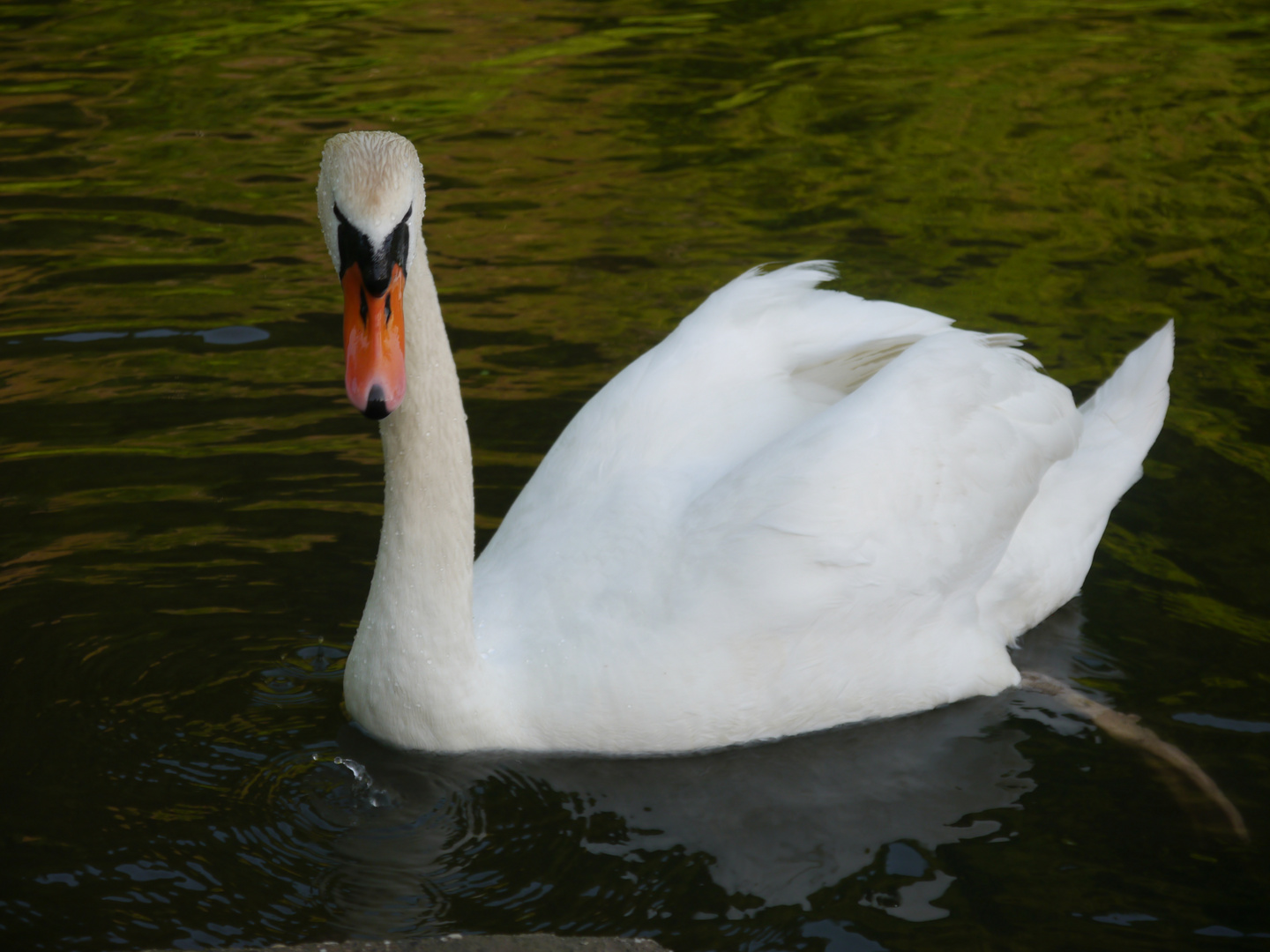 Schwan