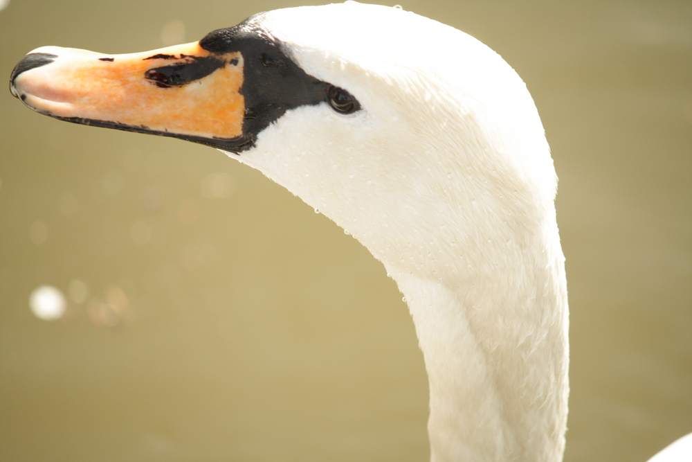 °SCHWAN°