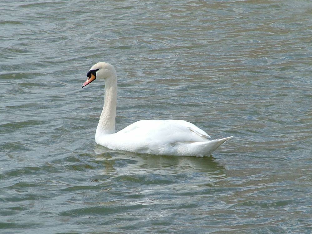 Schwan