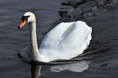 Schwan