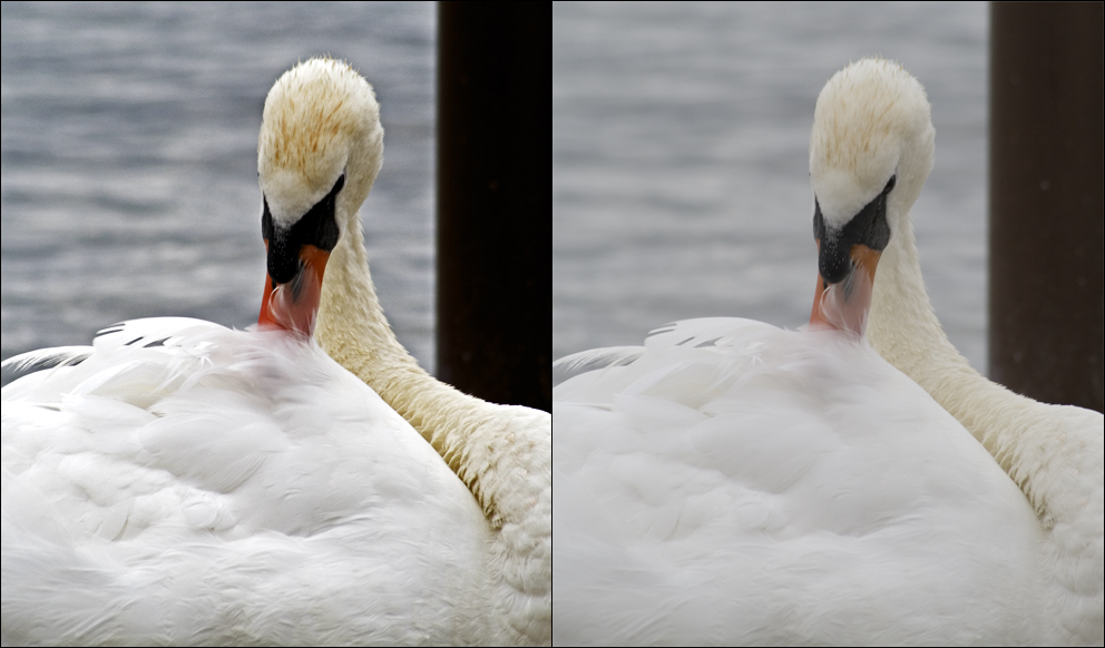 Schwan - before and after - Lichter/Tiefen Experiment