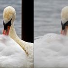 Schwan - before and after - Lichter/Tiefen Experiment