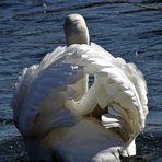 Schwan bei Begrüßung mit Durchblick