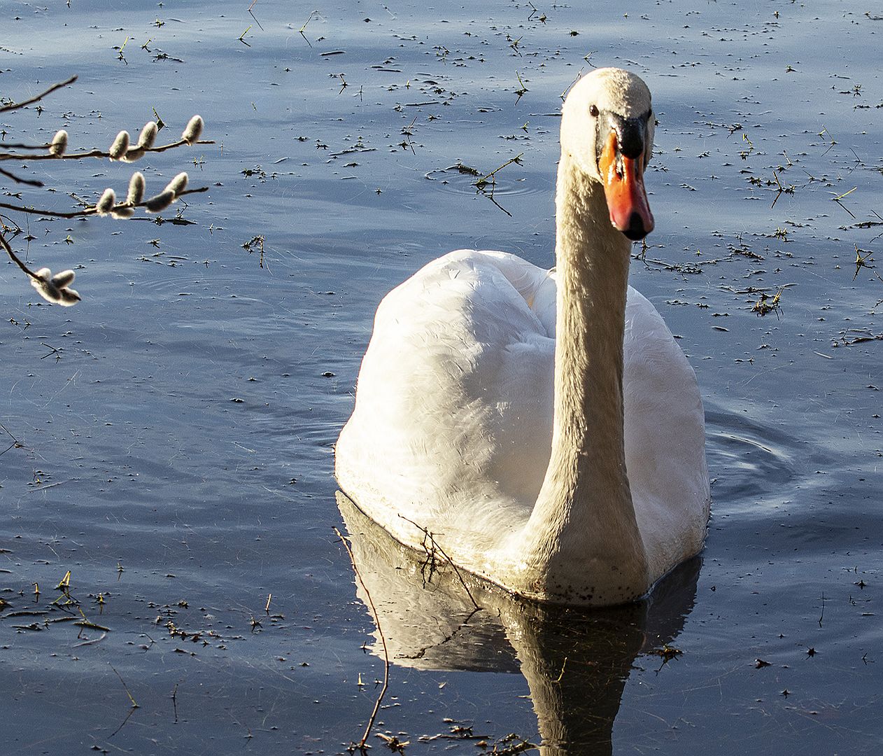 Schwan bei Beobachtung