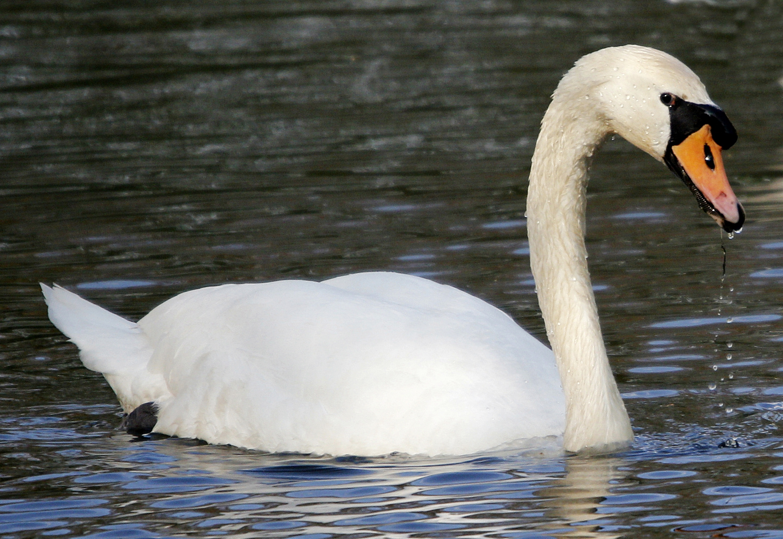 Schwan bei Burg Linn