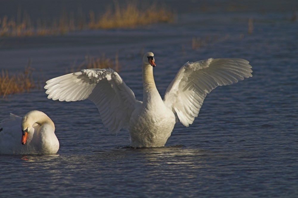 Schwan bei den überschwemmten Wümmewiesen