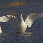 Schwan bei den überschwemmten Wümmewiesen