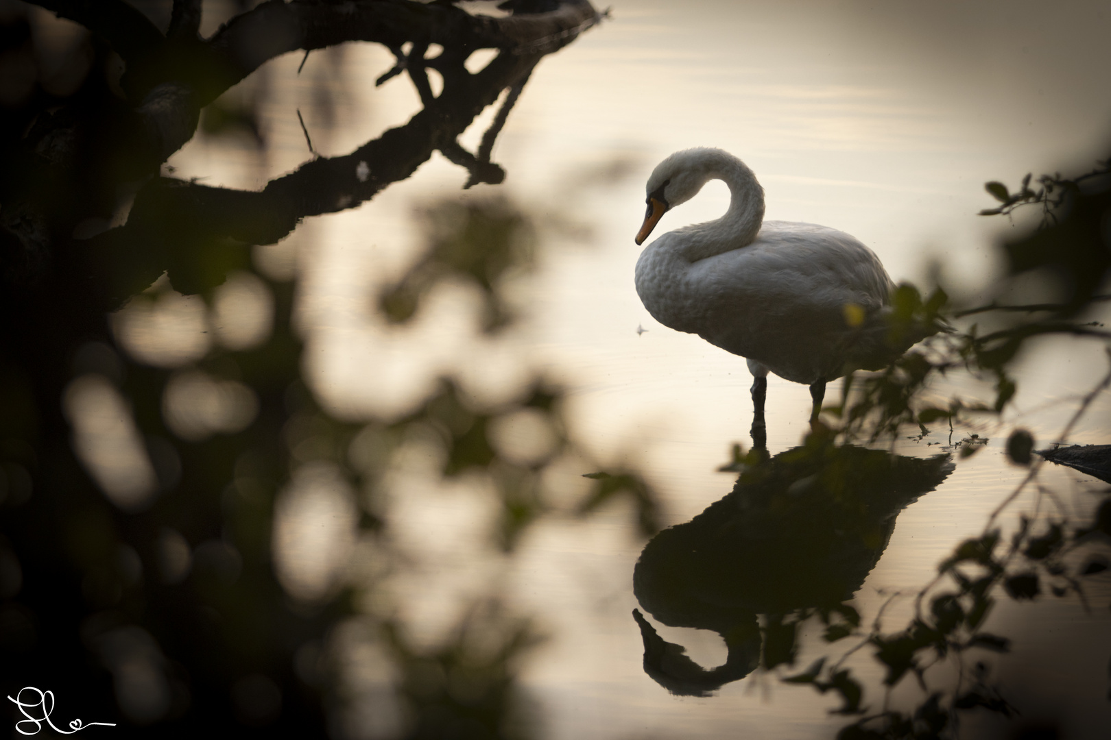 Schwan bei der Abendwäsche