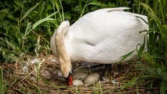 Schwan bei der Eierpflege