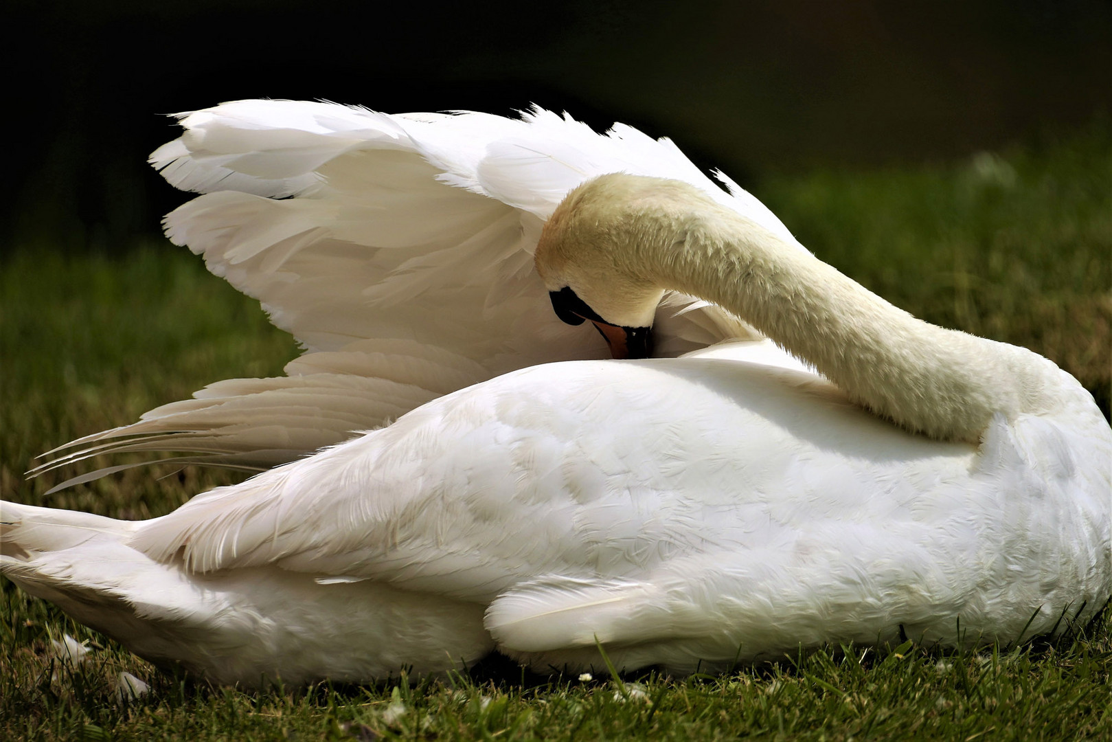 Schwan bei der Federkleidpflege