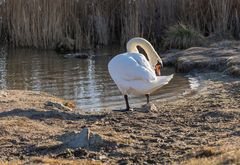 Schwan bei der Federnpflege