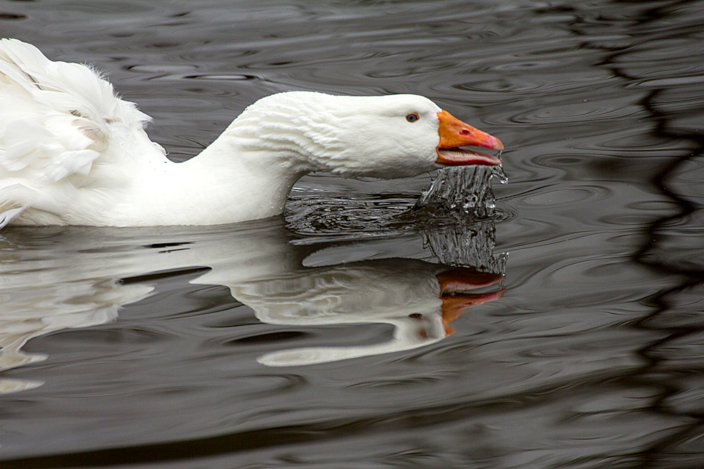 Schwan bei der Futtersuche