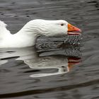 Schwan bei der Futtersuche